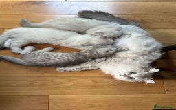 British Longhair cats for sale: GCCF Female BRITISH LONGHAIR - Image 7