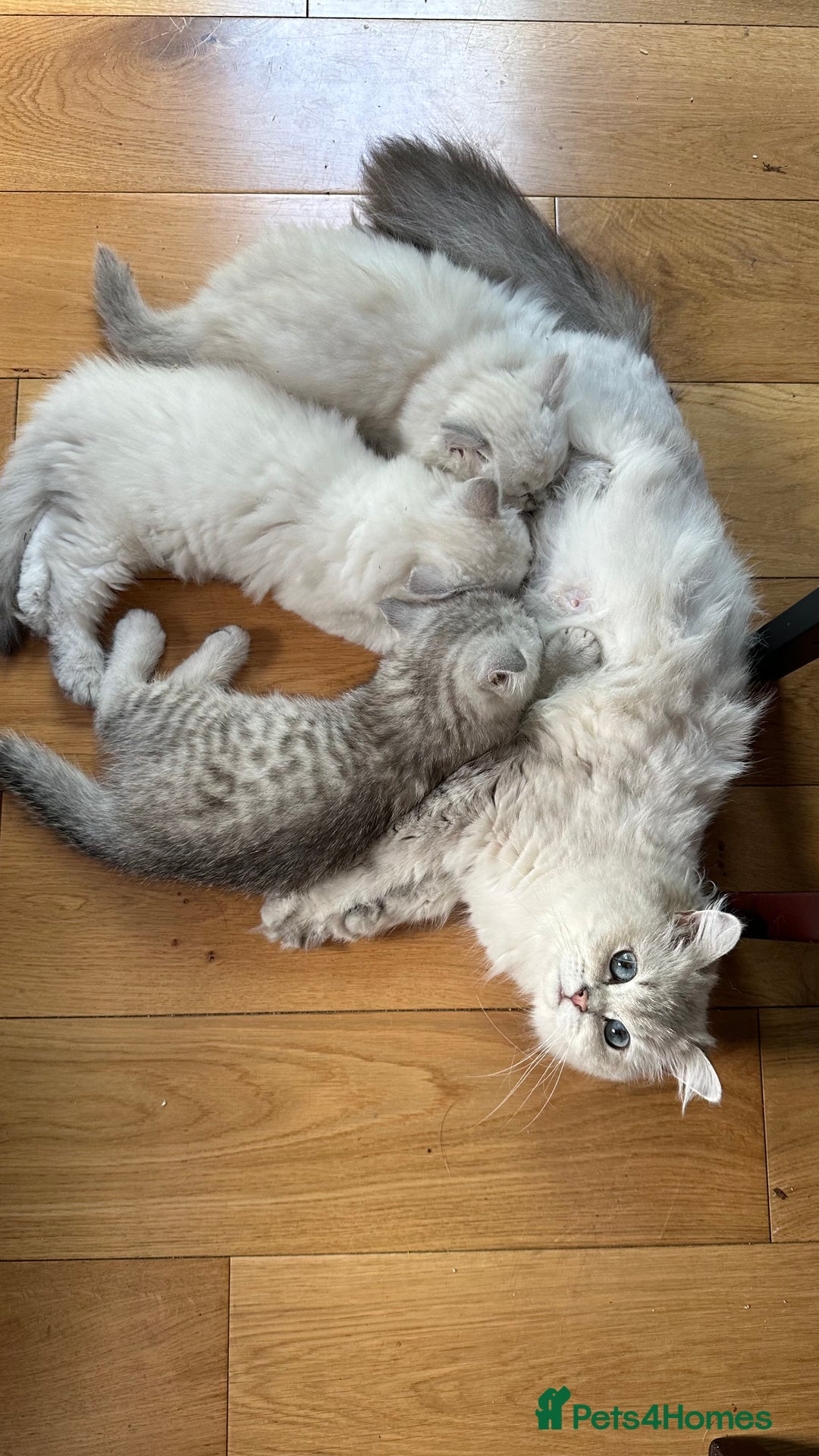 British Longhair cats for sale: GCCF Female BRITISH LONGHAIR - Image 7