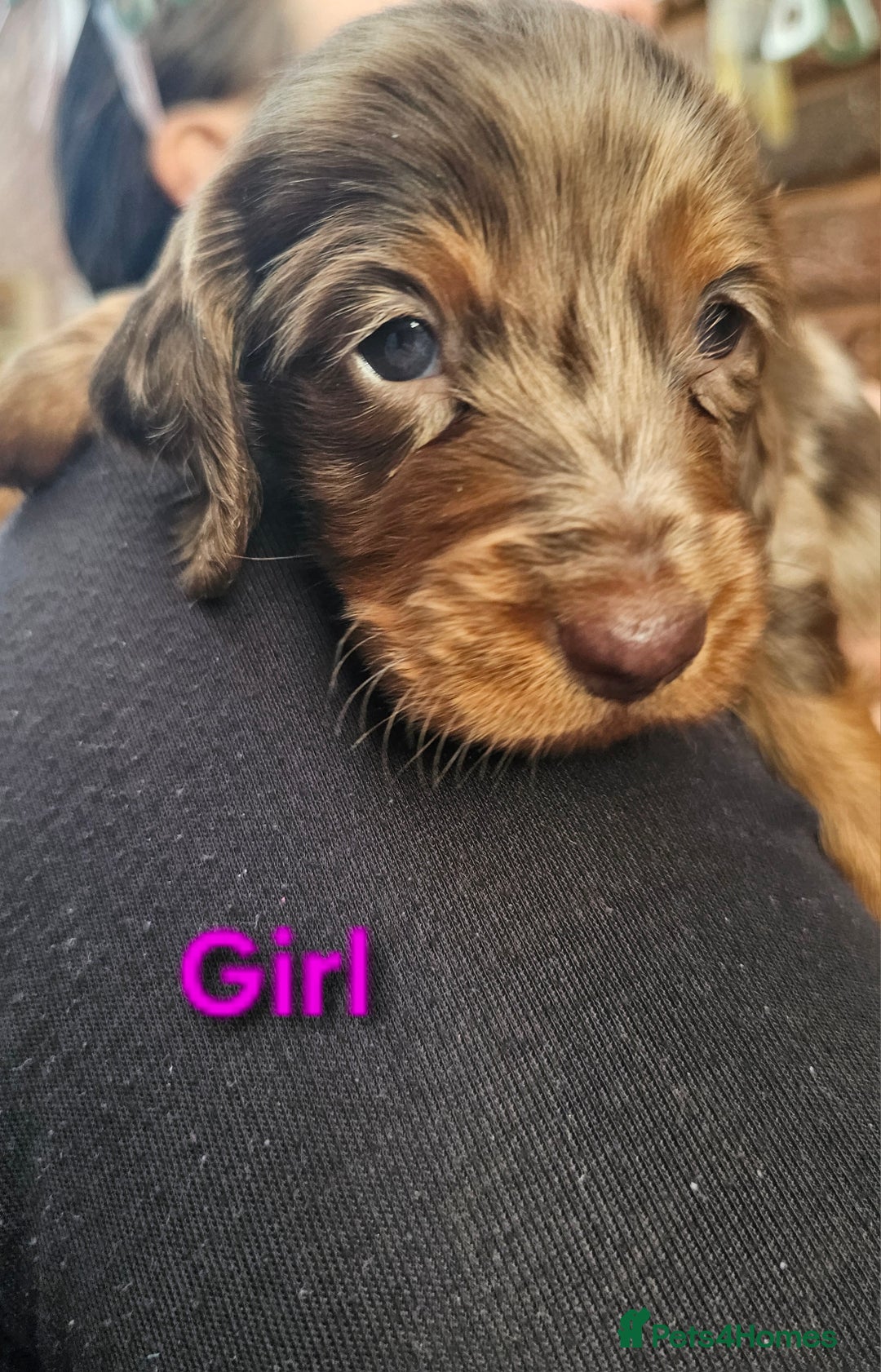 Miniature Dachshund dogs for sale: Miniature Dachshund Long Haired  - Advert 2