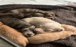 Miniature Dachshund dogs for sale: Red & Shaded Cream! KC Mini Long Haired Dachshunds - Image 16
