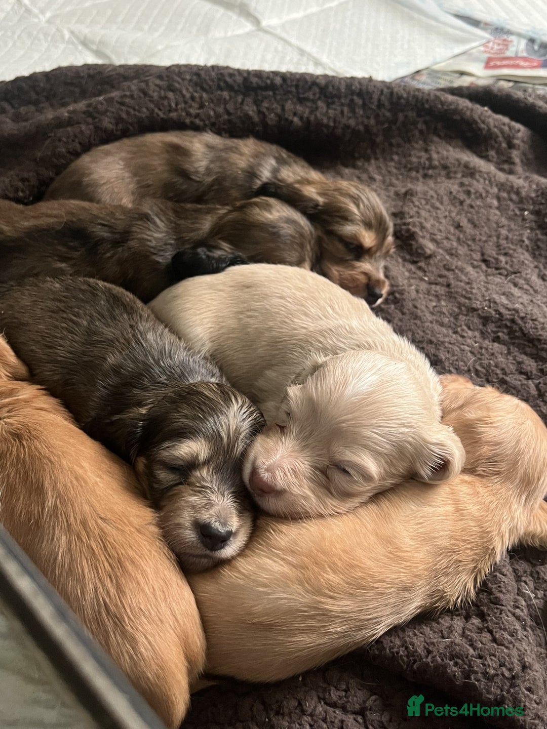 Miniature Dachshund dogs for sale: Red & Shaded Cream! KC Mini Long Haired Dachshunds - Image 16