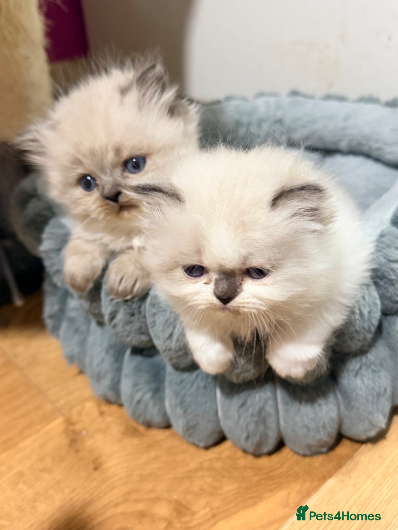 Perdoll cats 2 chunky Per-Doll kittens  - Advert 1