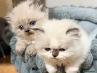 Perdoll cats 2 chunky Per-Doll kittens - Advert 16