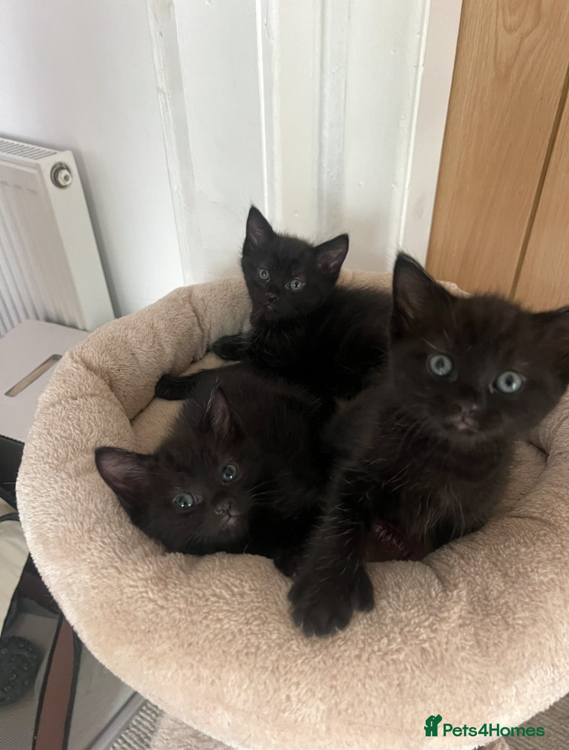 Mixed Breed cats Ragdoll Cross Kittens  - Advert 1