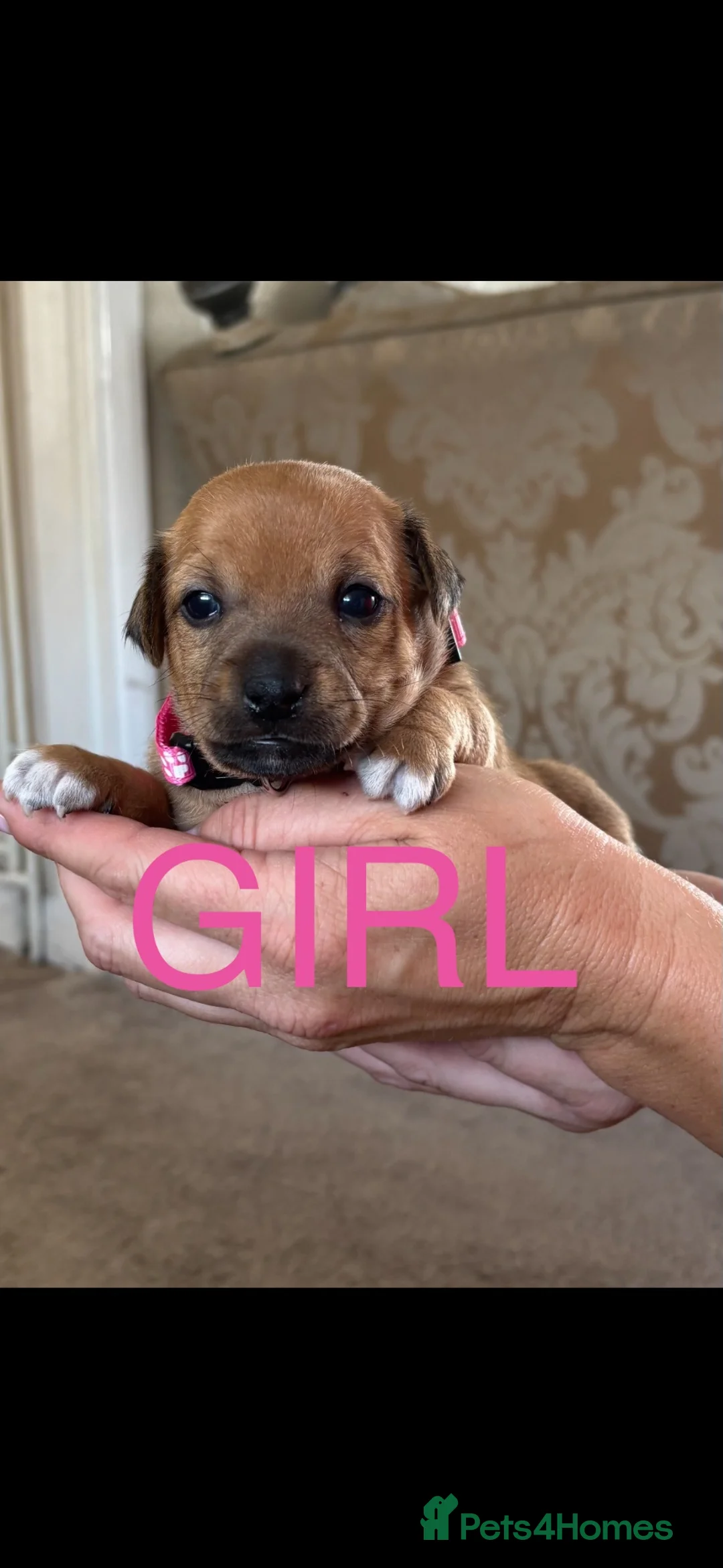 Jack Russell dogs for sale: Miniature jack Russell’s  - Advert 14