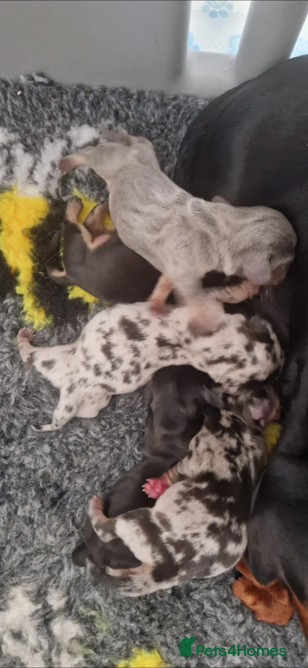 Miniature Dachshund dogs for sale: Stunning smooth haired miniature dacshund - Advert 19