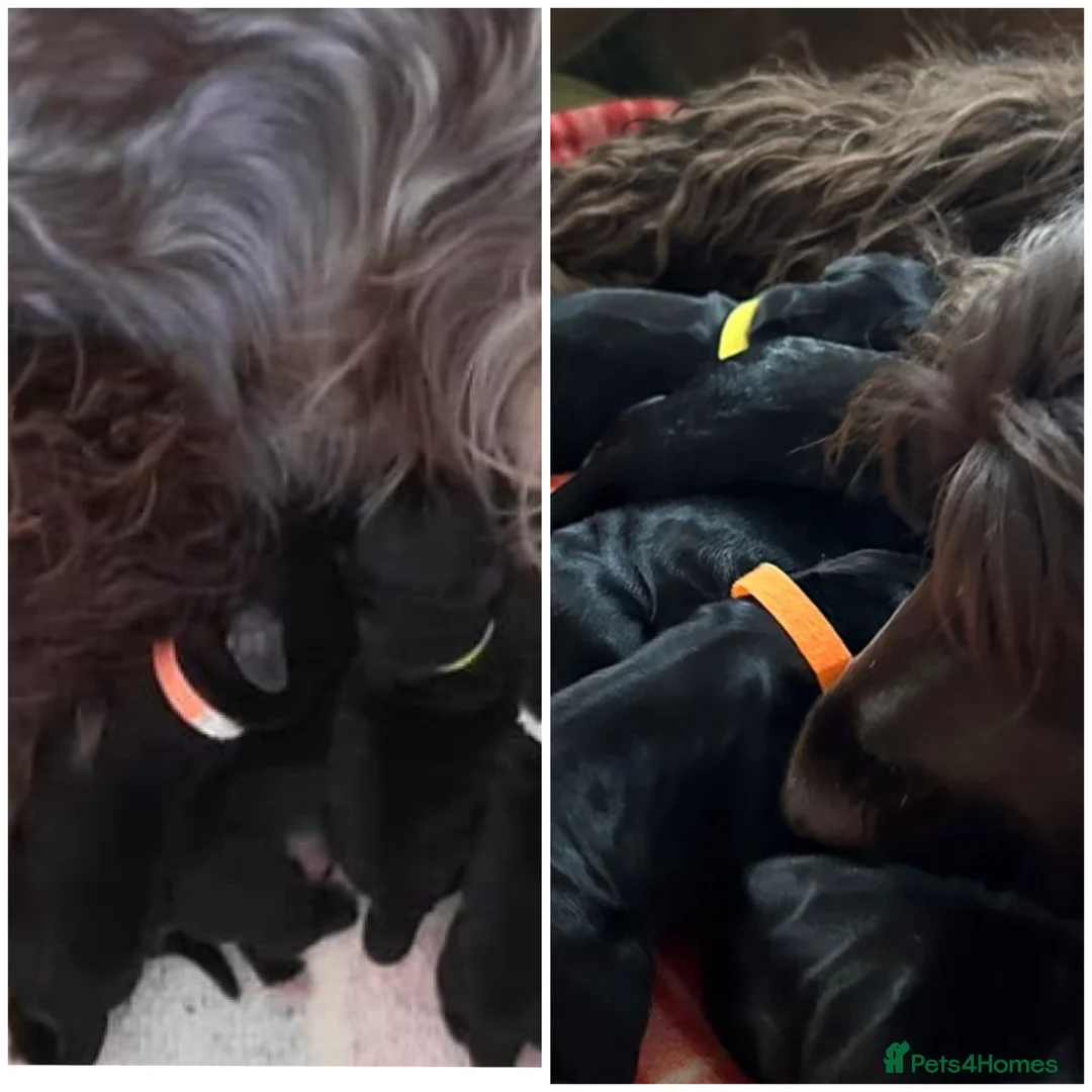 Cocker Spaniel dogs for stud: *Mungo* GOLDEN Show Cocker PEDIGREE BEST TESTED in Bradford-on-Avon - Advert 32