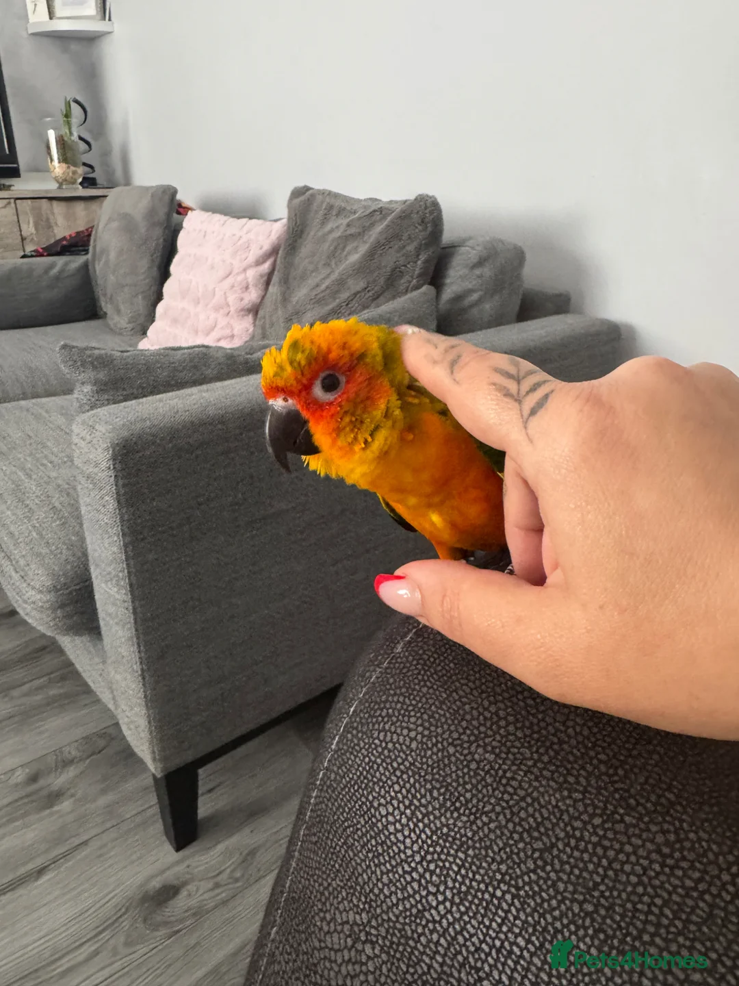 Conures birds for sale: Hand reared Sun conure in Wisbech - Advert 3
