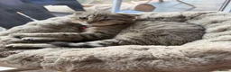 British Shorthair cats for sale: Gorgeous kittens  - Advert 8