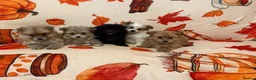 Pomeranian dogs for sale: Pomeranian puppies  in Glasgow - Advert 3