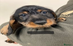 Dachshund dogs for sale: Outstanding Pedigree Litter-Health Tested Parents - Advert 12