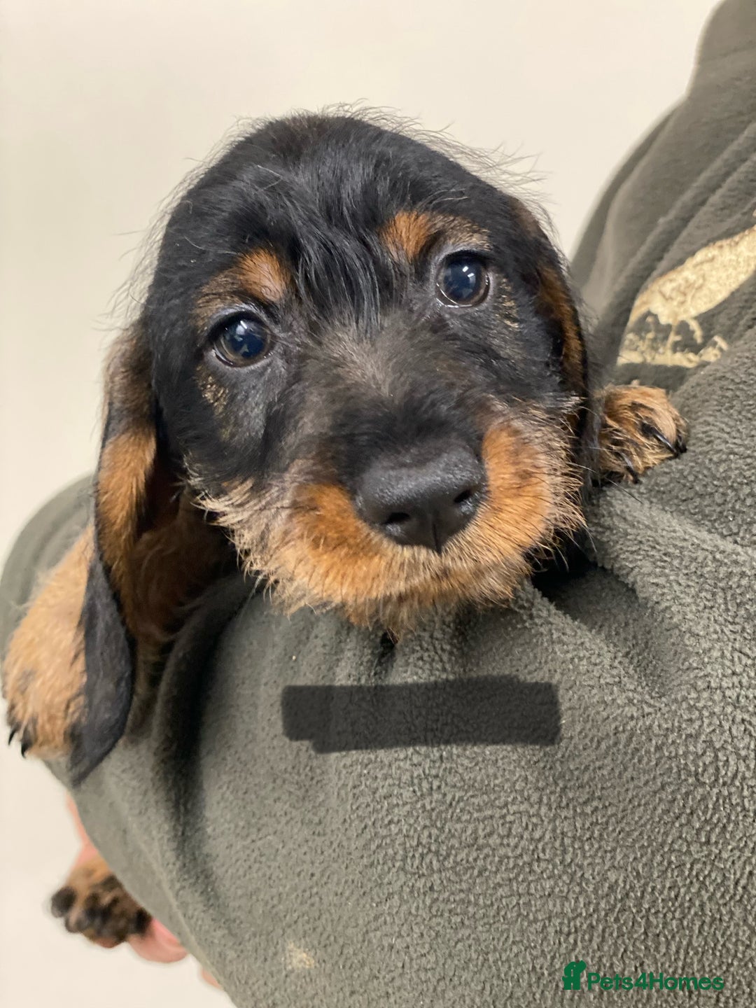 Dachshund dogs for sale: Outstanding Pedigree Litter-Health Tested Parents - Advert 12