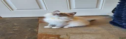Ragdoll cats for sale: 💖Very Beautiful GCCF Registered Ragdoll Kittens. - Advert 3