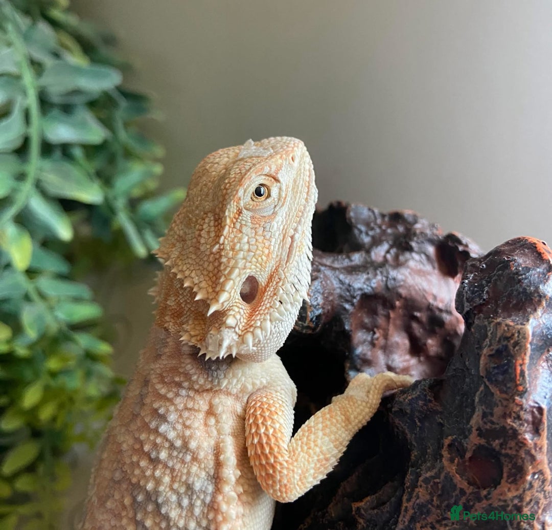 Bearded Dragon reptiles for sale: bearded dragon  - Image 5