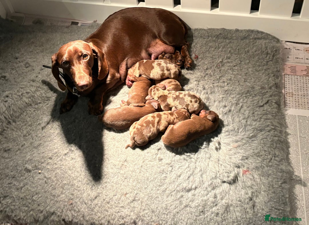 Dachshund dogs for sale: True to type Dashound chocolate and tan - Image 5