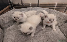 Ragdoll cats for stud: Ragdoll Stud  in Manchester - Image 20
