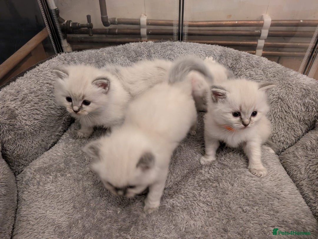 Ragdoll cats for stud: Ragdoll Stud  in Manchester - Image 20