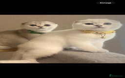 Scottish Fold cats for sale: Scottish Fold Kittens with TICA Registration - Image 2