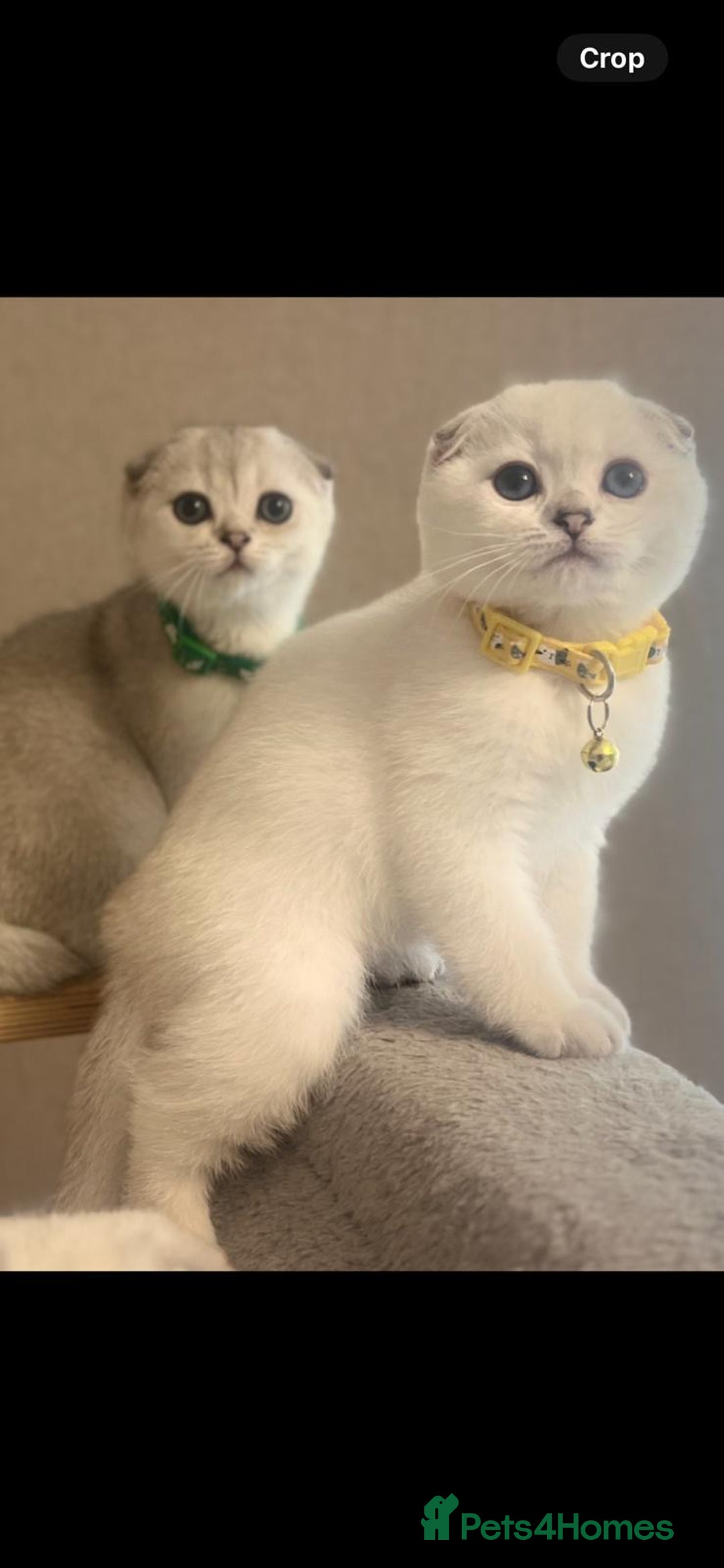 Scottish Fold cats for sale: Scottish Fold Kittens with TICA Registration - Image 2