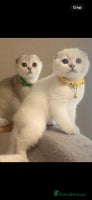 Scottish Fold cats - Advert 1