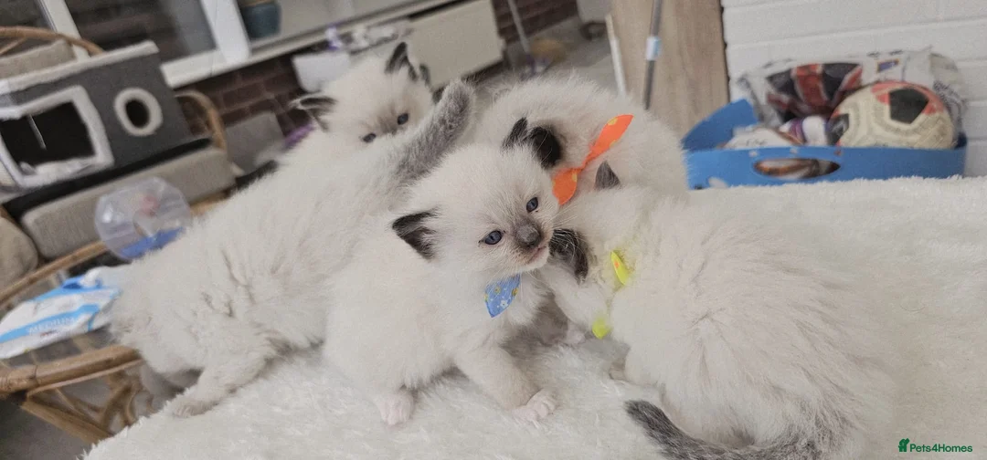 Ragdoll cats for sale: Purebred ragdoll  kittens  - Advert 7