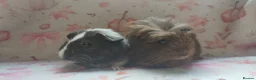 Guinea Pig rodents for sale: Beautiful pair of girl guinea pigs aka sow ready  - Advert 4