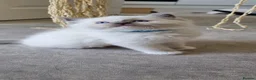 Ragdoll cats for sale: Fluffy Ragdoll Kittens 😸 😍 ♥️  - Advert 13