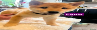 Japanese Shiba Inu Puppy 3