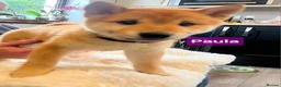 Japanese Shiba Inu dogs for sale: Stunning little Shibas - Advert 8