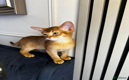 Abyssinian cats for sale: Pure Abyssinian kittens 💝 - Image 5