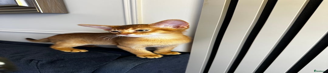 Abyssinian Kitten 1