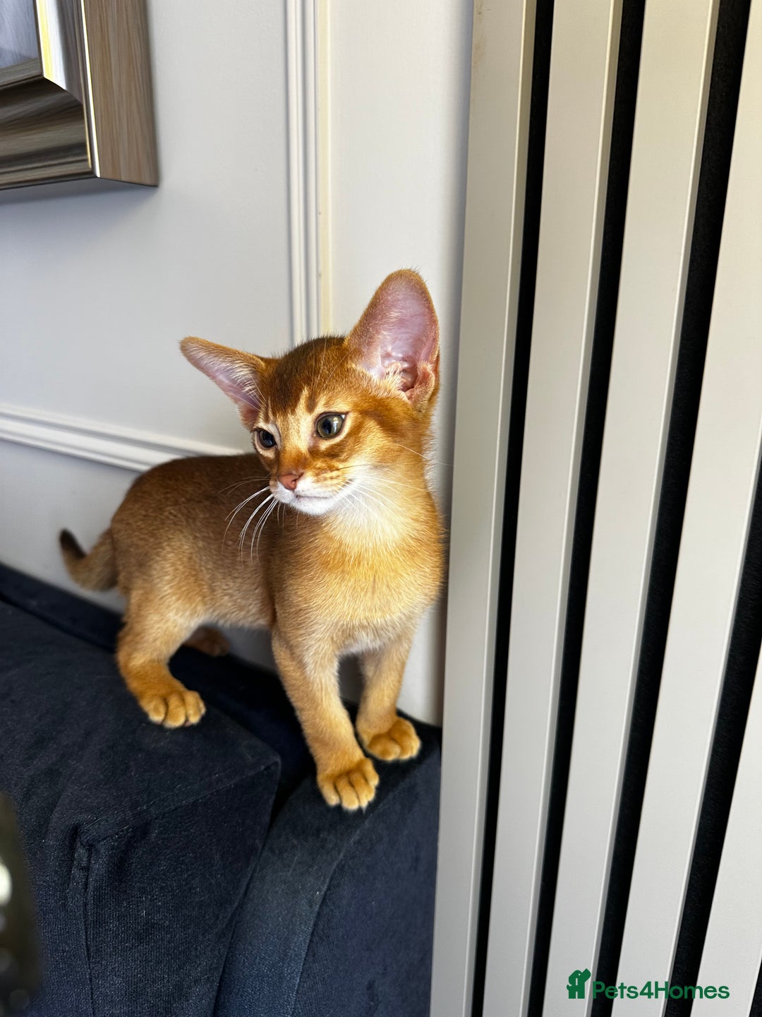 Abyssinian cats for sale: Pure Abyssinian kittens 💝 - Image 5