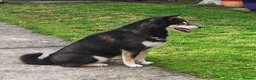 Japanese Shiba Inu dogs for sale: KC registered adult shiba  - Advert 2