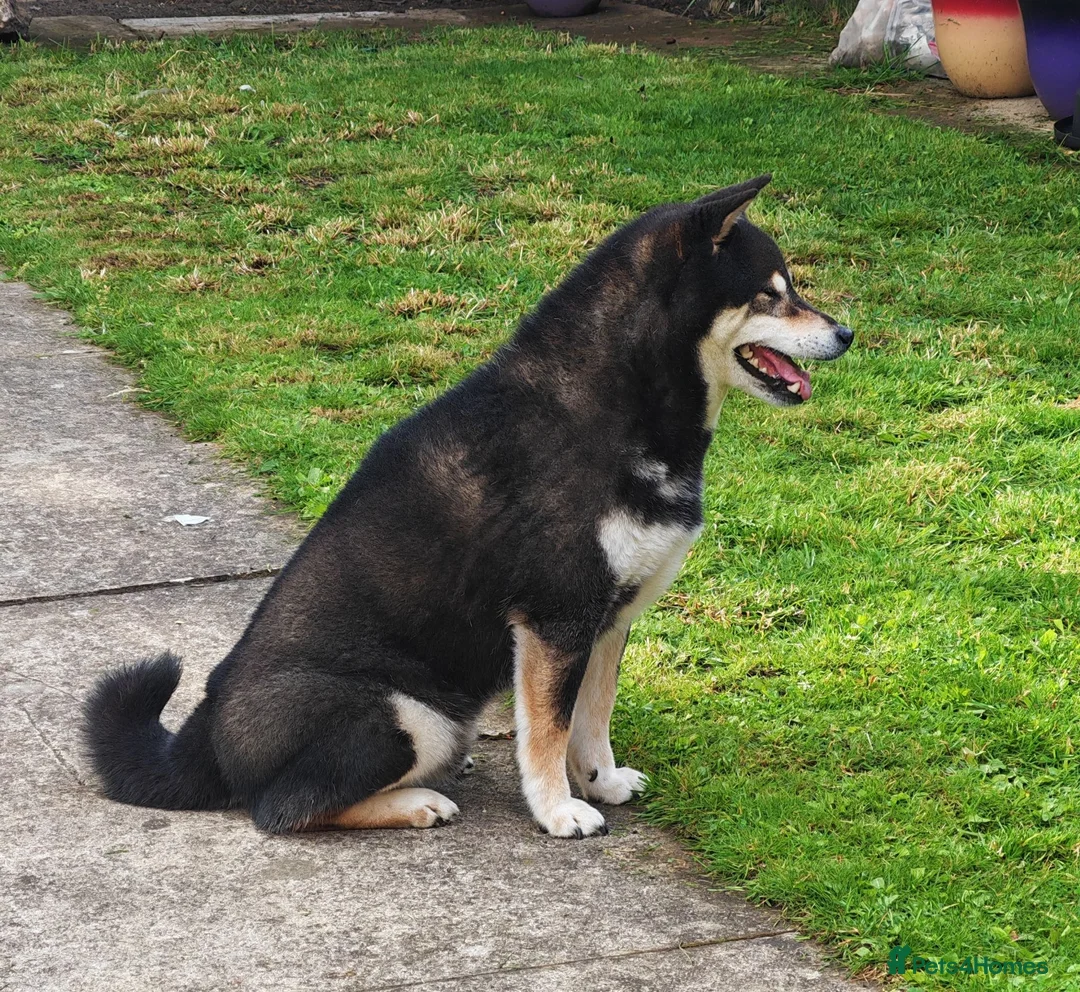 Japanese Shiba Inu dogs for sale: KC registered adult shiba  - Advert 2