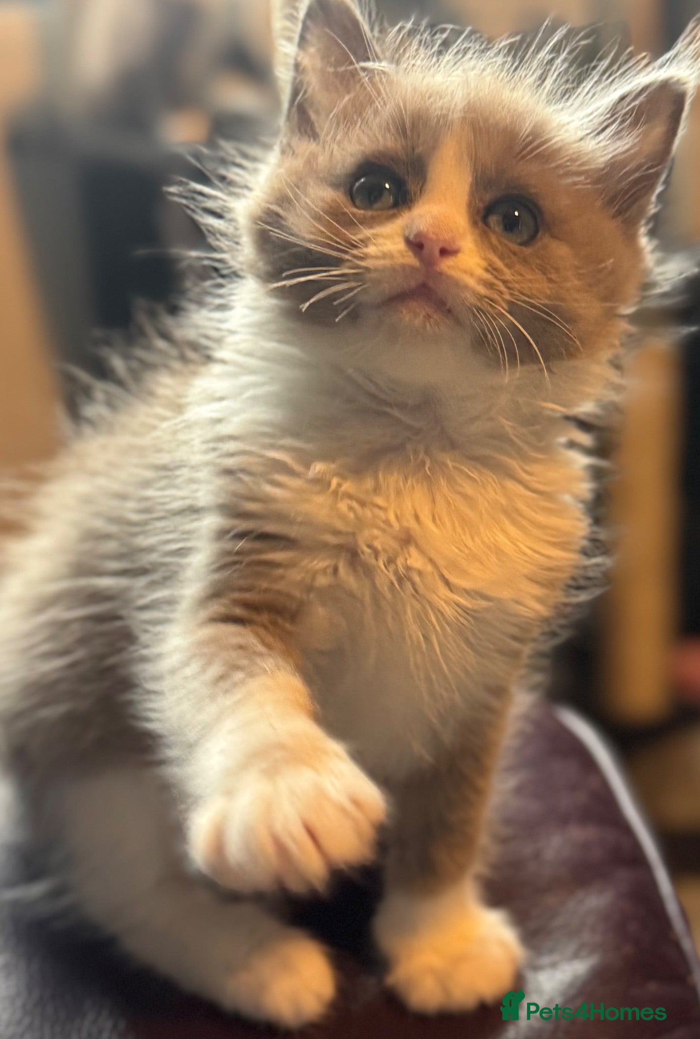 Ragdoll cats Full pedigree registered tica mink/sepia babies  - Advert 17