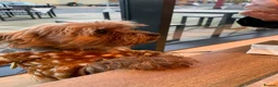Yorkshire Terrier dogs for sale: yorkshire terrier puppies  - Advert 10