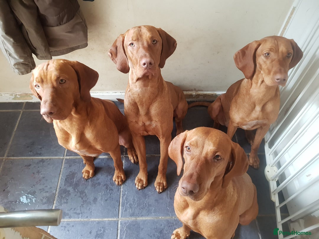 Hungarian Vizsla dogs for stud: Mr David McKerron  - Image 12