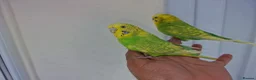Budgerigars birds for sale: Super silly hand tamed baby budgies  - Advert 16