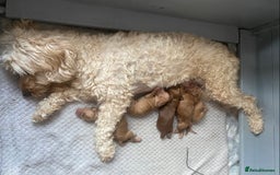 Cockapoo dogs for sale: Cockapoo puppies born 21/7/25 in Malvern - Image 1