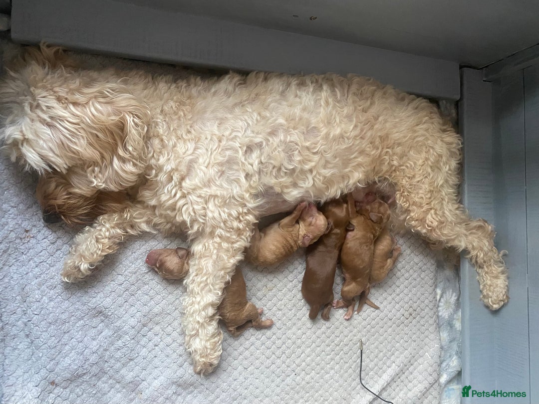 Cockapoo dogs for sale: Cockapoo puppies born 21/7/25 in Malvern - Image 1