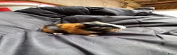 Guinea Pig rodents for sale: 8wonderful guinea pigs - Advert 2
