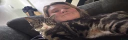 British Shorthair cats for sale: 1year old therapy kitty looking for forever home - Advert 6