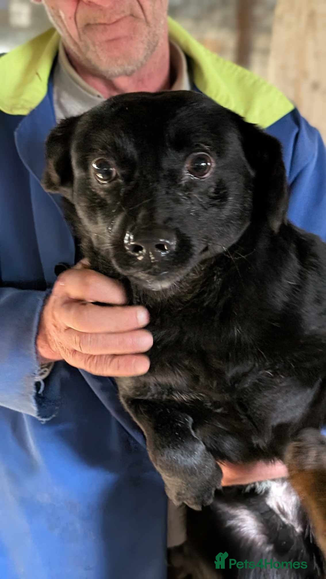 Mixed Breed dogs Penelope for adoption - Advert 1