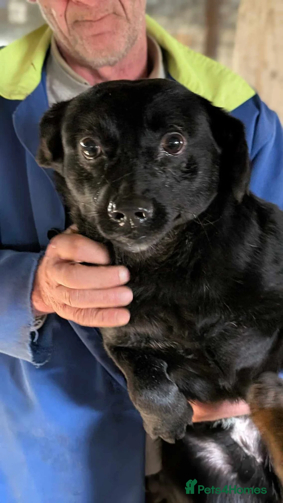 Mixed Breed dogs for adoption: Penelope for adoption in Leigh-on-Sea - Advert 1