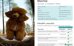 Miniature Poodle dogs for stud: Miniature red poodle stud  in Maidstone - Image 1