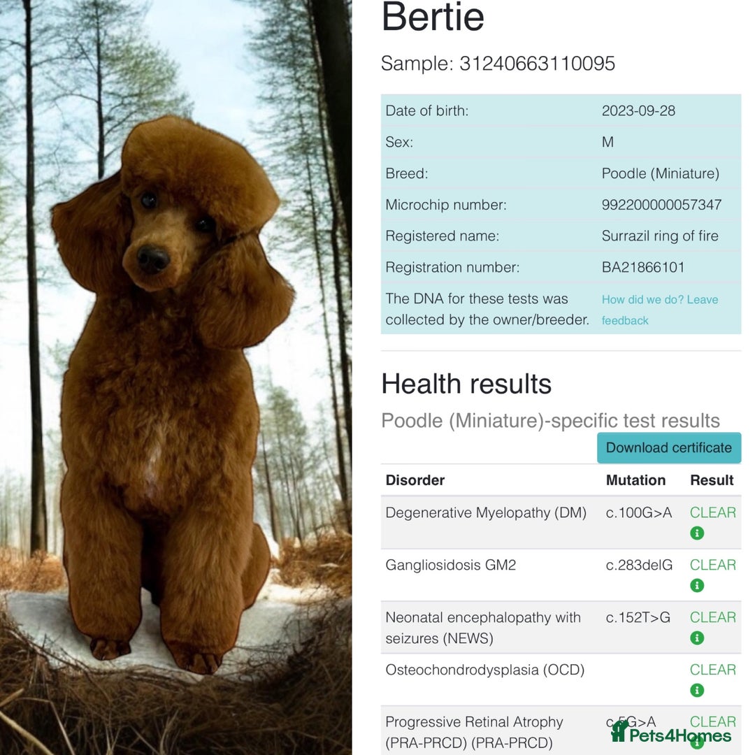 Miniature Poodle dogs for stud: Miniature red poodle stud  in Maidstone - Image 1