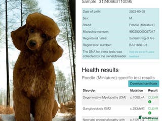 Miniature Poodle dogs Miniature red poodle stud in Maidstone - Advert 6