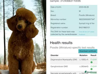 Miniature Poodle dogs Miniature red poodle stud in Maidstone - Advert 11