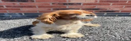 Cavalier King Charles Spaniel dogs for sale: beautiful cavalier dog - Advert 6