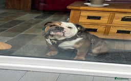 English Bulldog dogs for sale: 2 Year Old English Bulldog Ted - Image 10